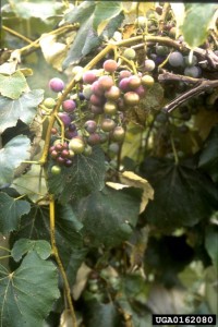 Symptoms of peach rosette mosaic virus which is vectored by dagger nematodes
