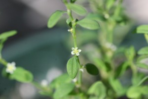 Prostrate knotweed flower