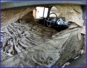 Yellowjacket Nest In Car Interior