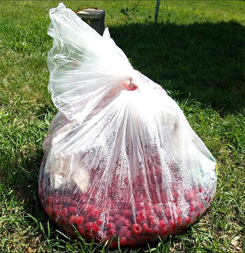 Waste fruit disposed