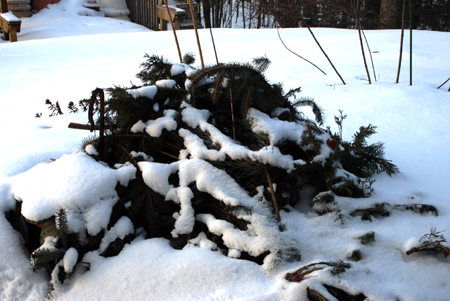 Winter protection Winter protection