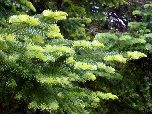 Fir tree Fir tree
