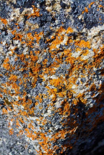Crustose lichen