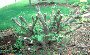 Burning Bush pruned back about girdling. Burning Bush pruned back about girdling.