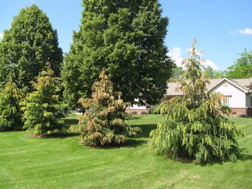 Imprelis injury Imprelis injury