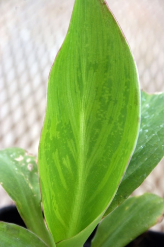 Virus symptoms are visible on the emerging foliage of a virus-infected canna plant. Virus symptoms are visible on the emerging foliage of a virus-infected canna plant.