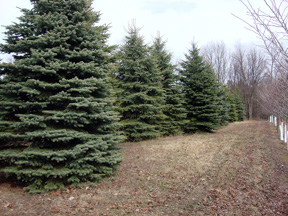 blue spruce blue spruce