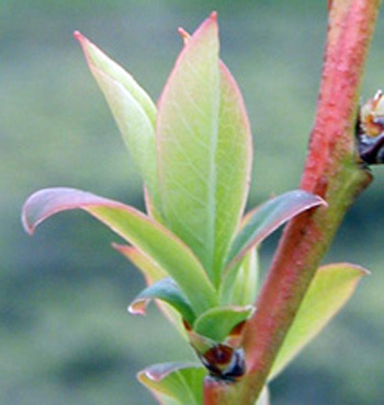 Half-inch green stage
