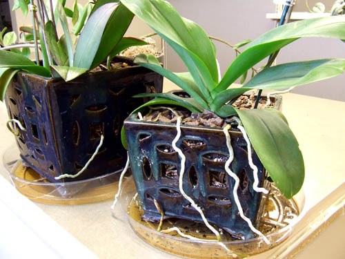 Roots escaping container Roots escaping container