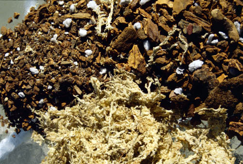 Orchid potting mix and sphagnum moss Orchid potting mix and sphagnum moss