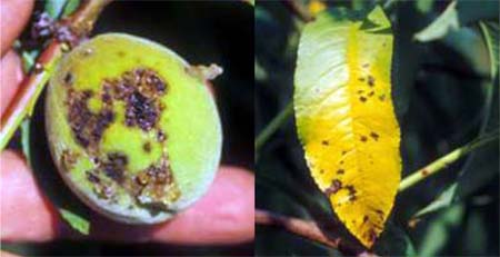 Bacterial spot symptoms on fruit and leaves. Bacterial spot symptoms on fruit and leaves.