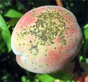 Peach scab (Cladosporium carpophilum) on peach fruit. Peach scab (Cladosporium carpophilum) on peach fruit.