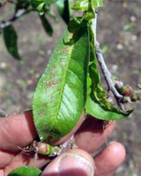 Copper phytotoxicity symptoms on peach leaves. Copper phytotoxicity symptoms on peach leaves.