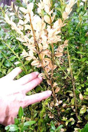 Small mammals can also damage landscape plants as illustrated by this rabbit damage on boxwood. Small mammals can also damage landscape plants as illustrated by this rabbit damage on boxwood.