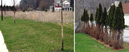 Left, deer can damage trees by rubbing their antlers on trunks and branches. Right, a 'browse-line' on arborivitae is a tell-tale sign of deer feeding. Left, deer can damage trees by rubbing their antlers on trunks and branches. Right, a 'browse-line' on arborivitae is a tell-tale sign of deer feeding.