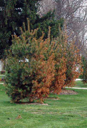 Deicing salt injury is a common occurrence on white pine near major roadways in Michigan. Deicing salt injury is a common occurrence on white pine near major roadways in Michigan.
