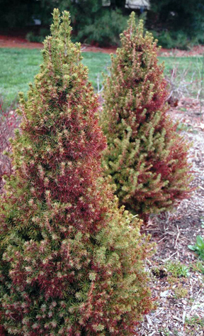 Some conifers, such as dwarf Alberta spruce, often experience winter burn. Some conifers, such as dwarf Alberta spruce, often experience winter burn.