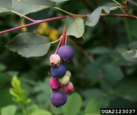 Edible blueberry-like fruit of Juneberry. Edible blueberry-like fruit of Juneberry.