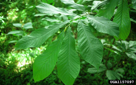 Large leaves of Paw Paw in summer. Large leaves of Paw Paw in summer.