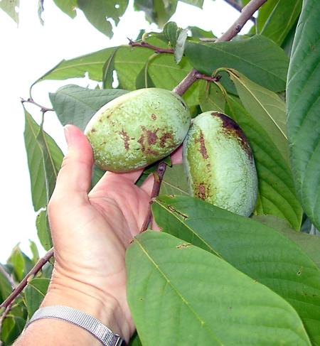 Edible fruit of Paw Paw. Edible fruit of Paw Paw.