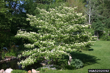 Alternate-leaved dogwood in May. Alternate-leaved dogwood in May.