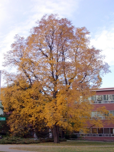 Mature Kentucky coffeetree in fall. Mature Kentucky coffeetree in fall.