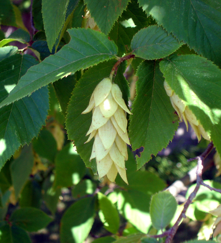 Hop-like fruit of Hophornbeam tree. Hop-like fruit of Hophornbeam tree.