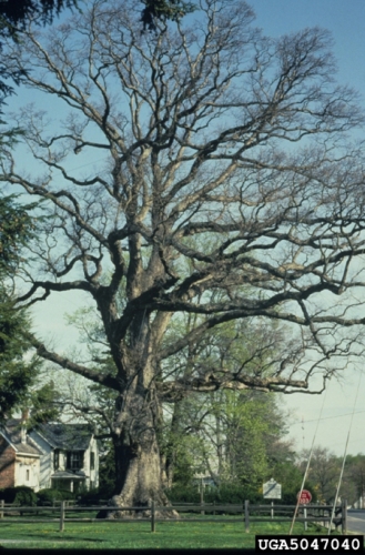 Stately, mature white oak in early spring. Stately, mature white oak in early spring.