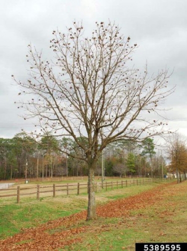 Young bur oak. Young bur oak.