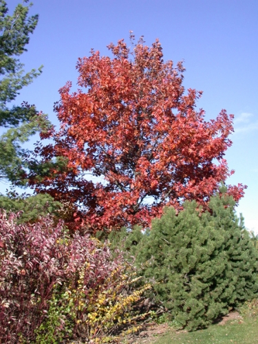 Red oak displaying beautiful red fall color. Red oak displaying beautiful red fall color.