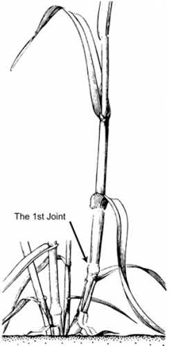 Feekes growth stage 6 (jointing) is when the first joint (or node) is detected above ground level. Feekes growth stage 6 (jointing) is when the first joint (or node) is detected above ground level.