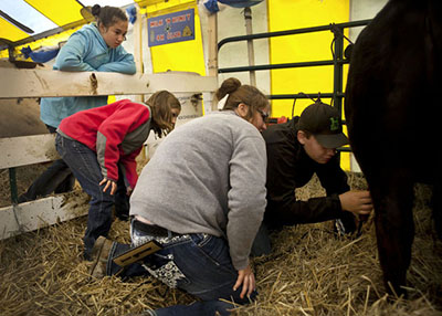 Wixom shows youth how to clip a beef cow