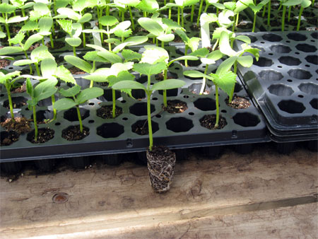 Transplant hardening. Transplant hardening.