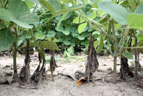 Phytophthora root and stem rot at mid-season. Phytophthora root and stem rot at mid-season.