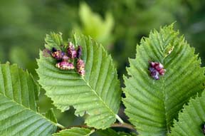 Aphid galls on elm. Aphid galls on elm.