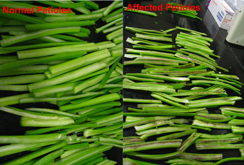 black streak symptoms black streak symptoms