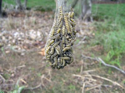 larvae larvae