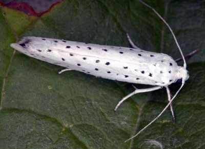webworm moth webworm moth