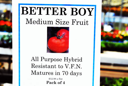 A tomato transplant sign at a retail greenhouse. The sign says "Better Boy, Medium size Fruit" with a picture of a Better Boy tomato. The sign says it is an all purpose hybrid, resistant to V.F.N, matures in 70 days, and sells for $12.98 a flat and comes in a pack of 4.