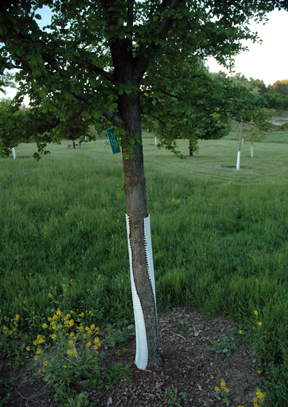 Accolade elm Accolade elm