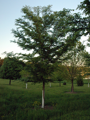 Accolade elm Accolade elm