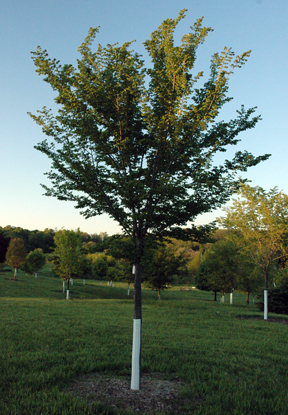 Triumph elm Triumph elm