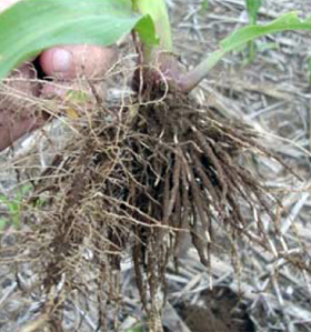 Root feeding damage on corn seedling. Root feeding damage on corn seedling.