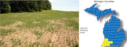 Left, damage to a field as a result of Asiatic garden beetle infestation. Right, counties where Asiatic garden beetles have been observed. Left, damage to a field as a result of Asiatic garden beetle infestation. Right, counties where Asiatic garden beetles have been observed.