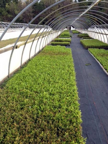 Frost damage Frost damage