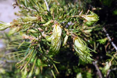 Concolor freeze damage Concolor freeze damage