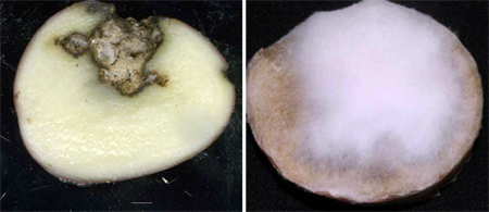Potato tuber infected with Fusarium dry rot (F. sambucinum), the cavity lined with yellow mycelium (left). On the right is a potato tuber infected with F. graminearum, lined with white to pink mycelium. Potato tuber infected with Fusarium dry rot (F. sambucinum), the cavity lined with yellow mycelium (left). On the right is a potato tuber infected with F. graminearum, lined with white to pink mycelium.