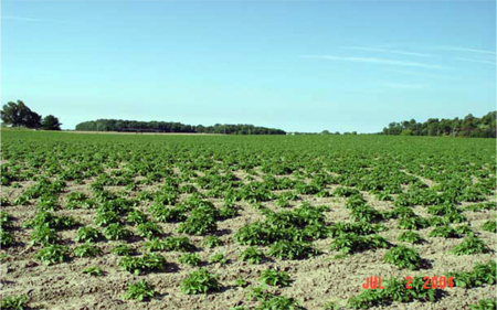 Uneven stand of potato crop as a result of sprout infection and seedpiece decay caused by Fusarium spp. Uneven stand of potato crop as a result of sprout infection and seedpiece decay caused by Fusarium spp.