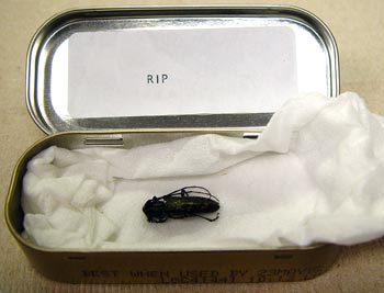 Specimen in tin can casket. Specimen in tin can casket.