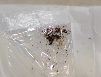 Mailed insects reduced to fine powder. Mailed insects reduced to fine powder.